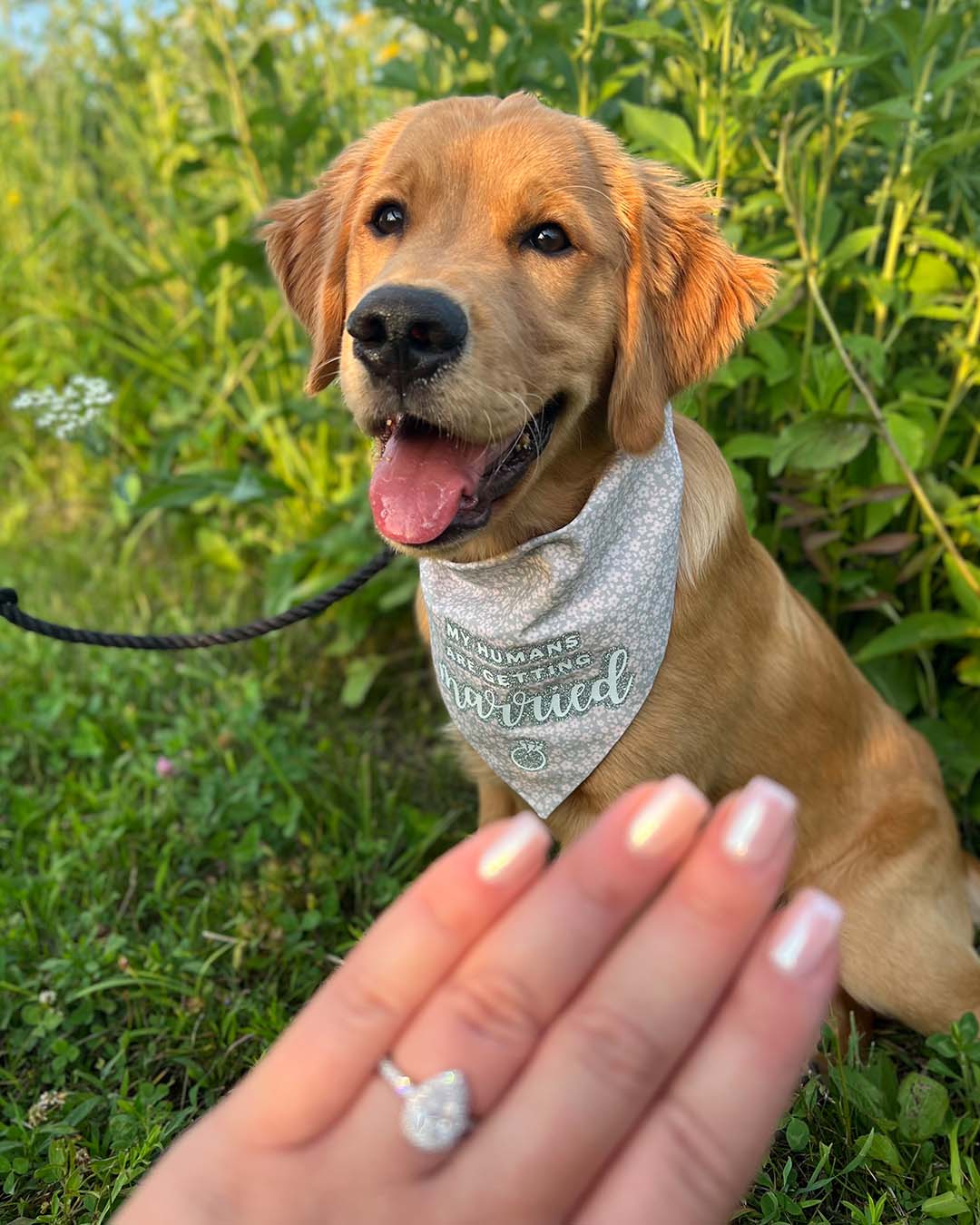 A dog with a leash and a lady wearing ring in his hand